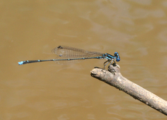 Prodasineura coerulescens