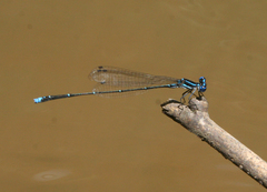 Prodasineura coerulescens
