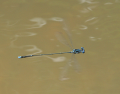 Prodasineura coerulescens