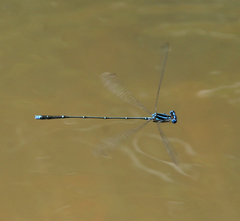 Prodasineura coerulescens