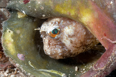 Blennius ocellaris