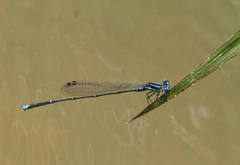 Prodasineura coerulescens