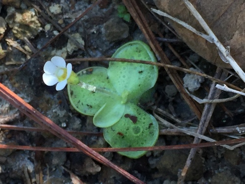 Pinguicula lilacina