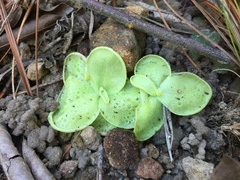 Pinguicula lilacina