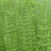 Water Horsetail - Photo no rights reserved, uploaded by Christian Grenier