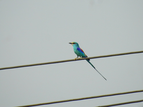 Abyssinian Roller
