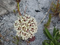 Hermas quinquedentata