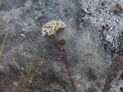Hermas quinquedentata