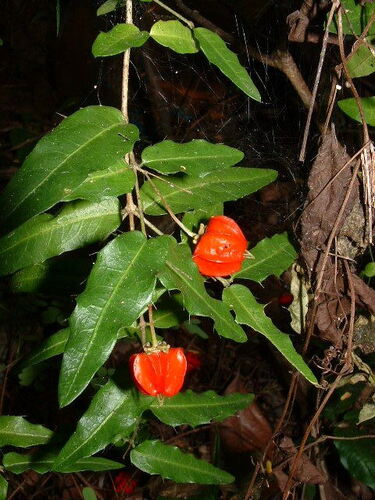 Malpighia aquifolia
