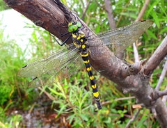 Epophthalmia elegans