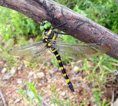 Epophthalmia elegans