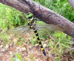 Epophthalmia elegans