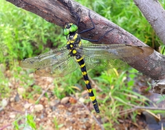 Epophthalmia elegans