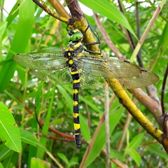 Epophthalmia elegans