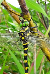 Epophthalmia elegans