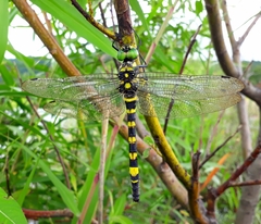 Epophthalmia elegans