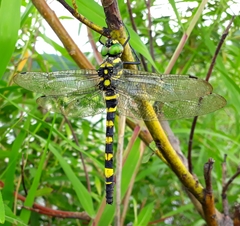 Epophthalmia elegans