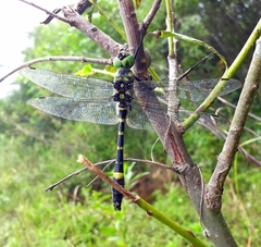 Epophthalmia elegans