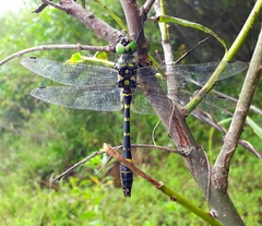 Epophthalmia elegans