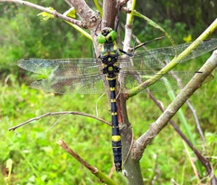 Epophthalmia elegans