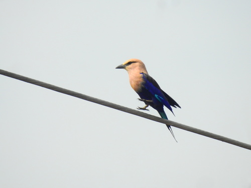 Blue-bellied Roller