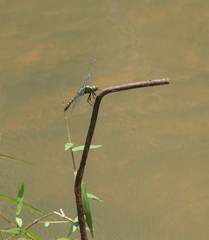 Onychothemis testacea