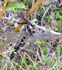 Epophthalmia elegans