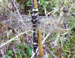 Epophthalmia elegans