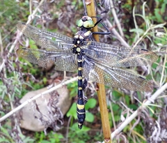 Epophthalmia elegans