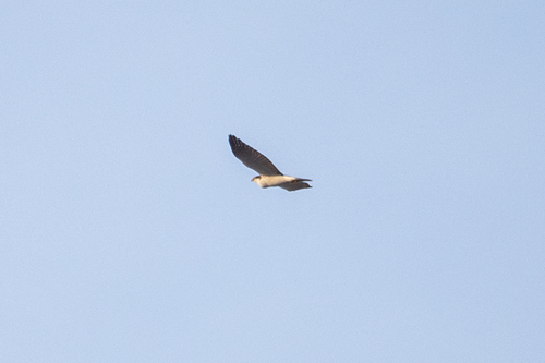 Eurasian Goshawk