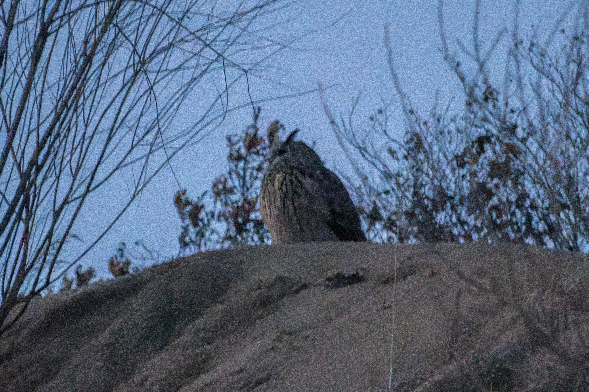 Eurasian Eagle-Owl