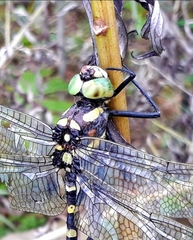 Epophthalmia elegans