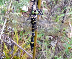 Epophthalmia elegans