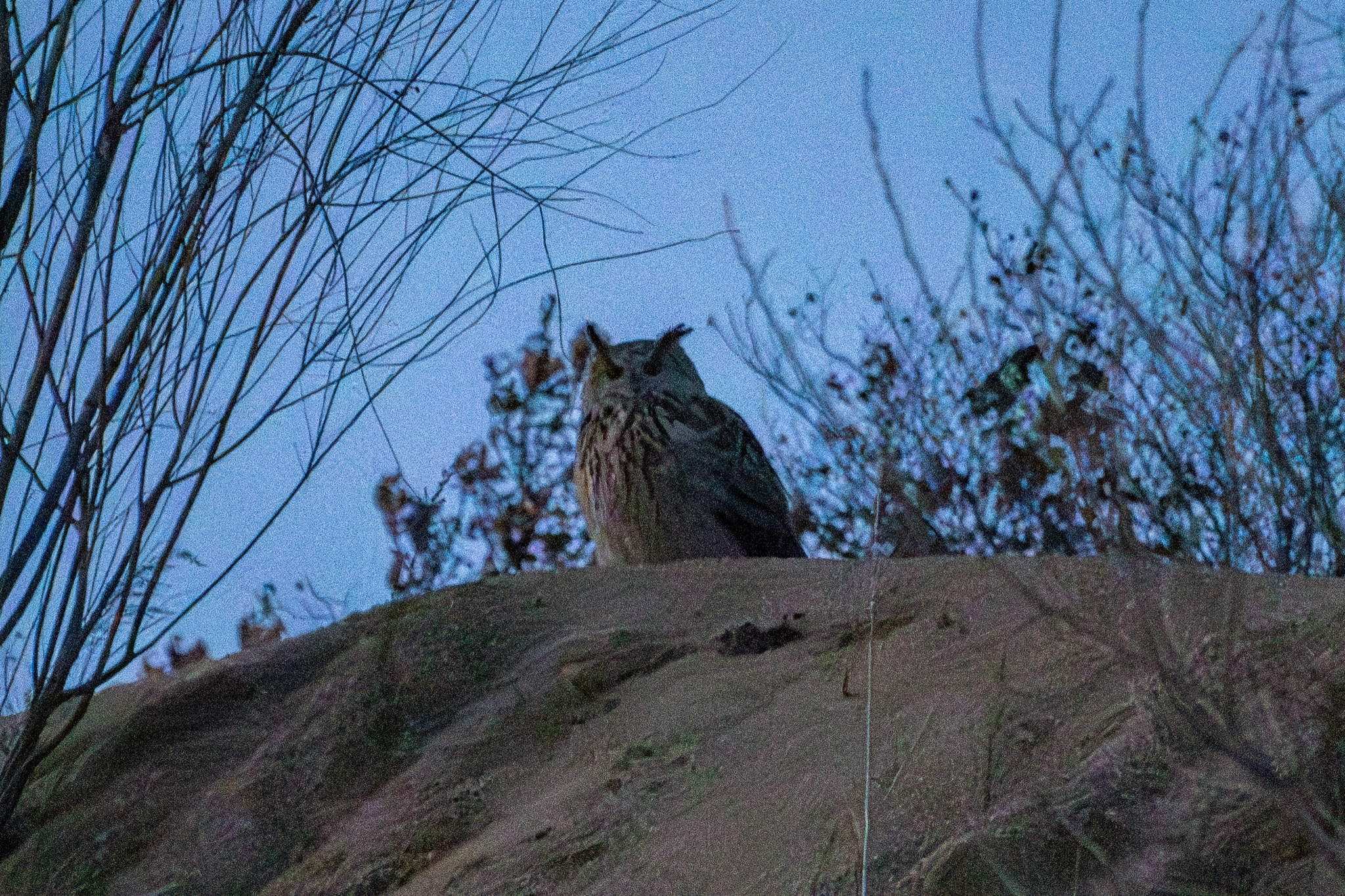 Eurasian Eagle-Owl