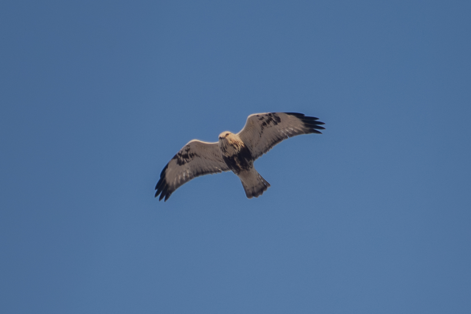 Rough-legged Buzzard