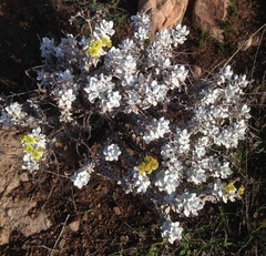 Eriogonum crocatum