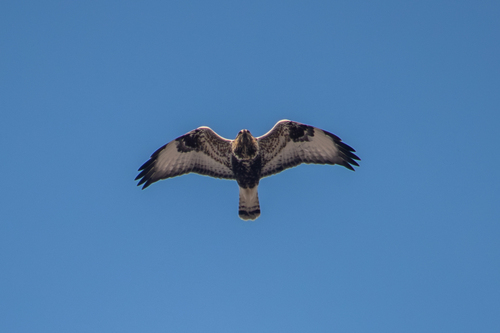 Rough-legged Hawk