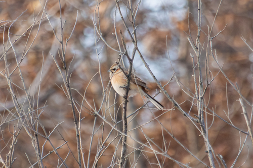 Meadow Bunting