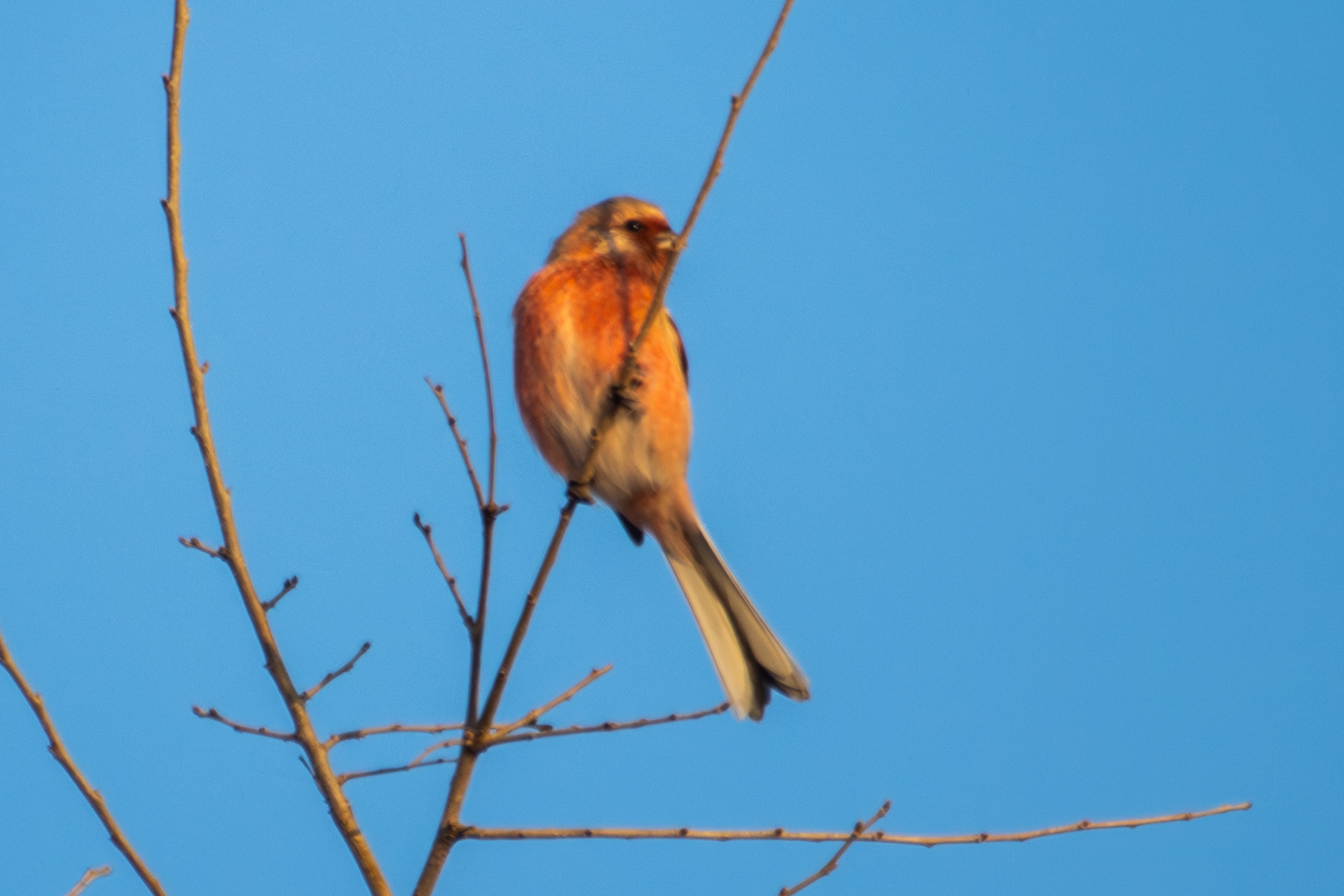Long-tailed Rosefinch