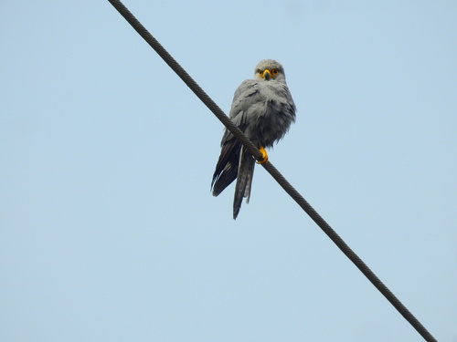 Gray Kestrel