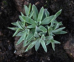 Dudleya verityi