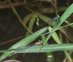 Pseudagrion williamsoni