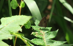 Hermeuptychia harmonia