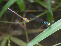 Pseudagrion williamsoni