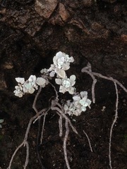 Eriogonum crocatum