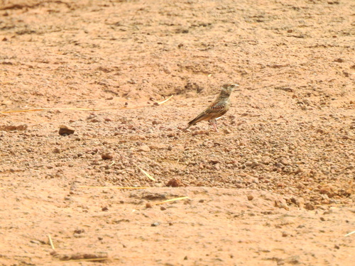 Chestnut-backed Sparrow-Lark