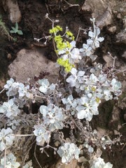 Eriogonum crocatum