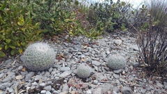 Rapicactus beguinii