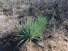 Yucca schottii