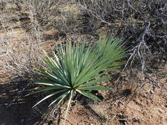 Yucca schottii